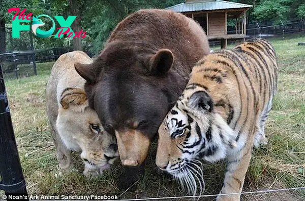 Best of friends: Leo, Baloo and Shere Khan nuzzle up together at their enclosure inside the Noah's Ark Sanctuary in Georgia