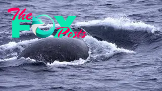 A bowhead whale breaching from the water