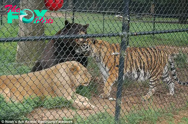 Spending their days together: Baloo, Shere Khan and Leo will spend the rest of their days together in the luxury of their $15,000 enclosure in Georgia