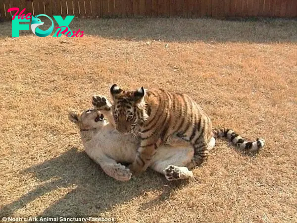 Rough and tumble: Leo and Shere Khan practice their fighting skills - just for fun, mind