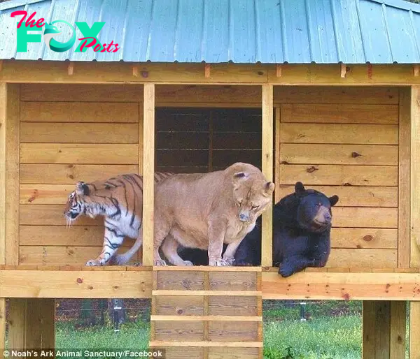 Unique sight: The three apex predators are the only lion, bear and tiger that live together in the entire world