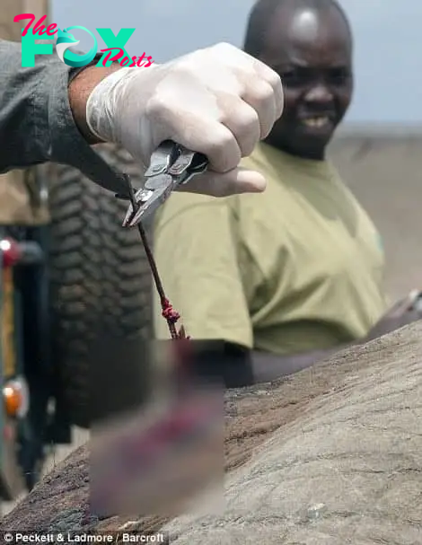 Miracle Recovery Rescuing Kenya's Beloved 'big Tusker' Elephant, Wide Satao, From A Poisoned Dart 1