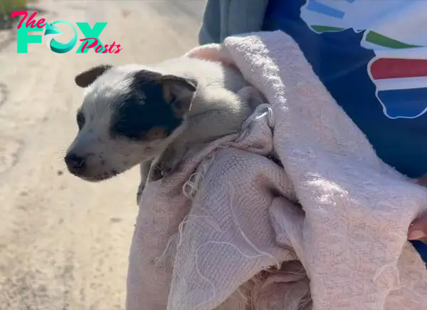 puppy wrapped in a white towel