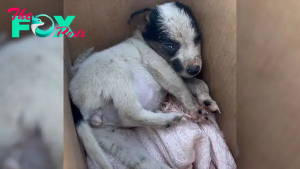 Abandoned Puppy Wouldn’t Stop Crying After A Stranger Gave Her Away To Local Kids