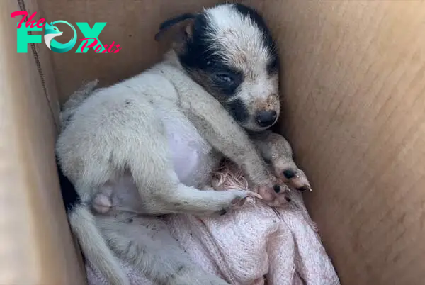 puppy lying in a cardboard box