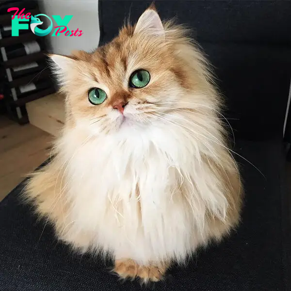 beautiful-fluffy-cat-british-longhair-1