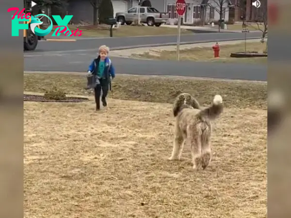 Bernedoodle waits for school bus: What he does next melts everyone's heart