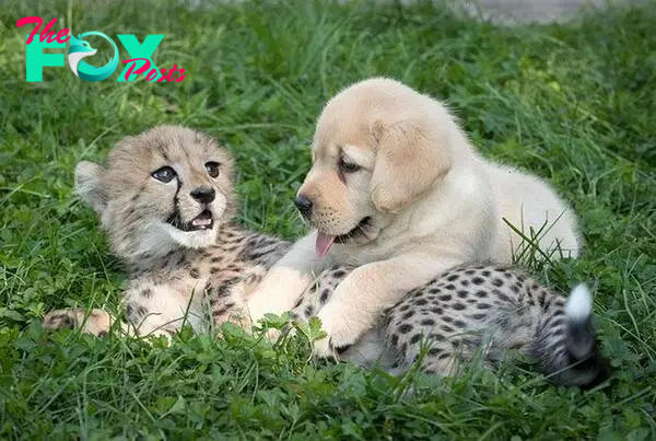 Cheetahs receive emotional support dogs and it is the cutest thing you will see all day : r/Eyebleach