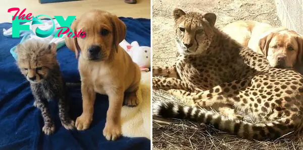 A cheetah and his companion dog have grown up together : r/AnimalsBeingBros