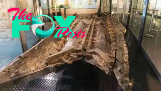 The Dover Bronze Age Boat on display in a museum
