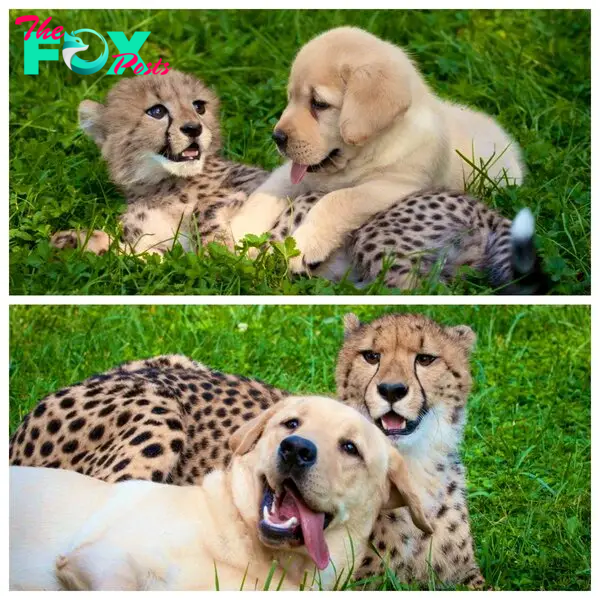 This cheetah and doggo stayed best friends from the start! : r/pics