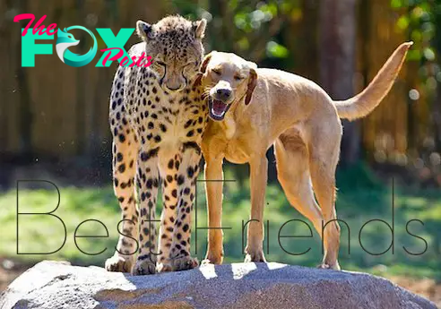 Cheetah + Dog = Best Friends? | Moss and Fog