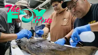Three museum workers do conservation work on the canoe