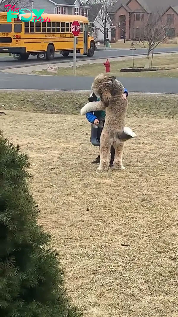 Bernedoodle Waits for and Hugs Human Brother after Getting off School Bus - YouTube
