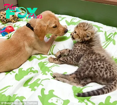 Cheetahs Receive Emotional Support Dogs And It Is The, 54% OFF