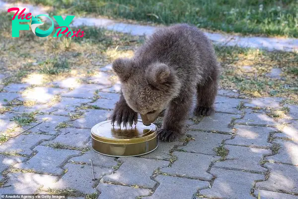 What's this?: Hakuvan is now being taken care of with love at Van Yuzuncu Yil University's Wild Animal Protection and Rehabilitation Center