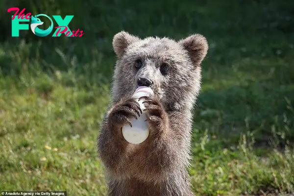 Feeding time: Baby bear 'Hakvan' is pictured feeding from a milk bottle by an officer at a rehabilition center in Van, Turkey on on June 9