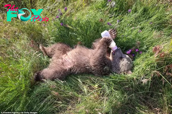 Feedin' time: Hakvan was given a mixture of milk, antibiotics and honey to treat him when he became lost in the area