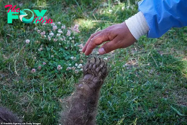 Friends: Professor Lokman Aslan, the director of the center, told reporters: We take care of the bear cub like a baby. We took care of it from the starter food to its current state.