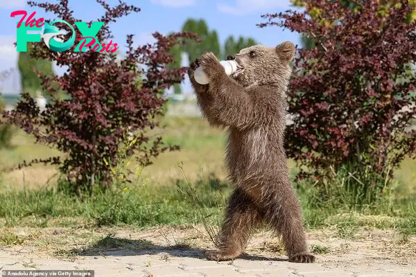 Now on solids: Since it can now eat solid foods, Hakuvan will be transferred to the bear sanctuary in Ovakorusu Celal Acar Wild Animal Protection and Rehabilitation Center in Bursa