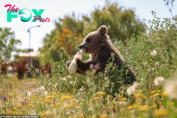 Walkies: The bear cub is taken for walks in the central garden at certain times of day at the animal centre