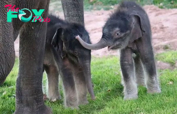 Miracle' elephant twins born at New York zoo | CNN