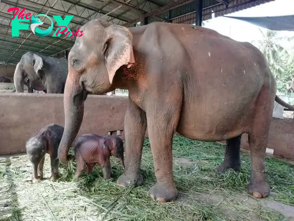 Twin elephants born in Sri Lanka in rare occurrence | The Peninsula Qatar