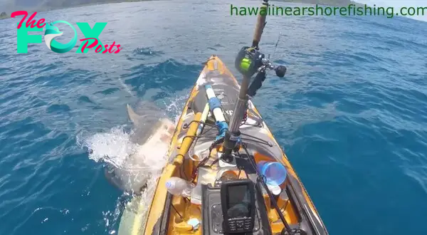 Haraguchi's GoPro camera captured the moment the tiger shark rammed his kayak at full speed. 