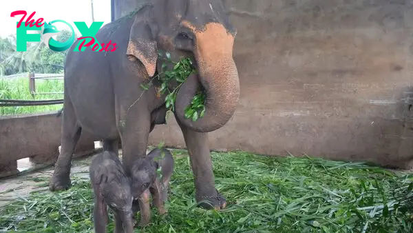 Rare twin elephants born in Sri Lanka