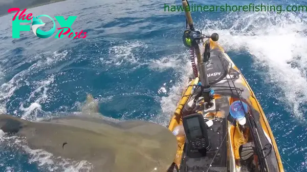 A terrifying moment a huge tiger shark takes a bite out of a fisherman's kayak off the coast of O'ahu, Hawaii. 