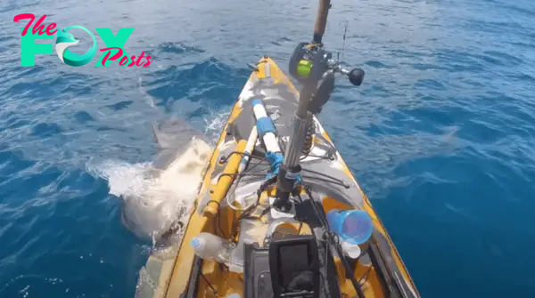 Tiger Shark Bursts Out Of The Water To Take A Bite Out Of Fisherman's Kayak  In Hawaii | Whiskey Riff