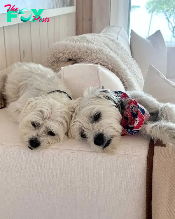 Bethenny Frankel's dogs napping. 