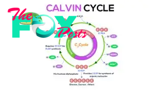 Photosynthesis involves a process called the Calvin cycle to use energy stored from the light-dependent reactions to fix CO2 into sugars needed for plant growth.