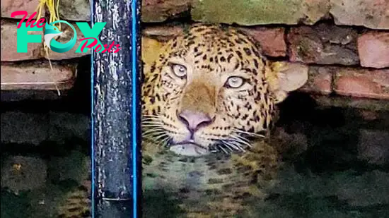 Leopard rescued from open well in Junnar - Hindustan Times