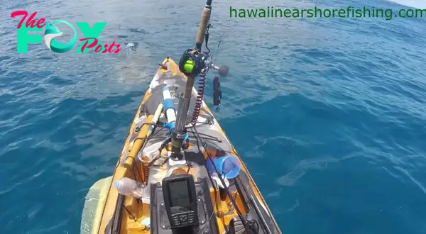 A tiger shark is seen swimming towards Scott Haraguchi's kayak.