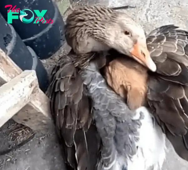 Goose Comforts Freezing Stray Puppy Inside His Wings to Keep Him Warm – One Green Planet