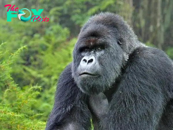 Mountain Gorilla | Gorillas | WWF