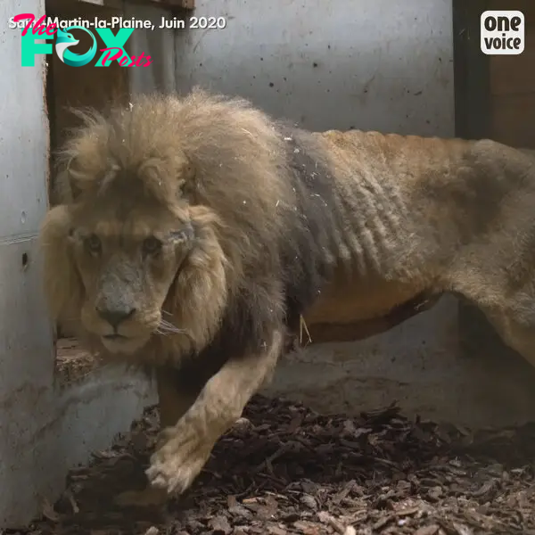 Jon the lion was found utterly emaciated 