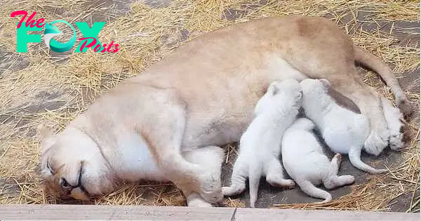 Lioness Lola gave birth to triplet cubs at Chelyabinsk . (Video)