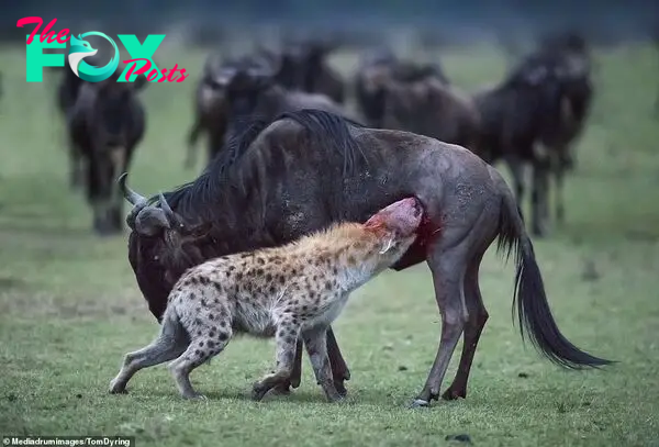 After tackling the wildebeest to the ground, the hyena managed to chew its way inside the wildebeest's soft flank, before the struggling animal got back to its feet somehow