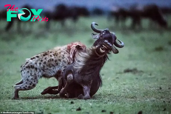 Pictured: This haunting image, photographed by Norwegian wildlife photographer, Tom Dyring, 71, in Kenya, shows a wildebeest letting out a bellow as it's grounded by a vicious hyena