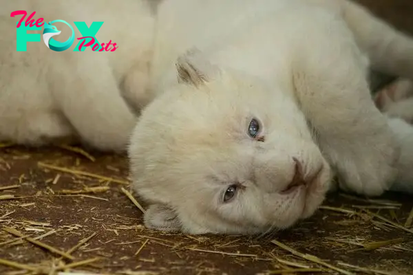 Rare White Lion Cubs Born At Skopje Zoo (11 Pics)