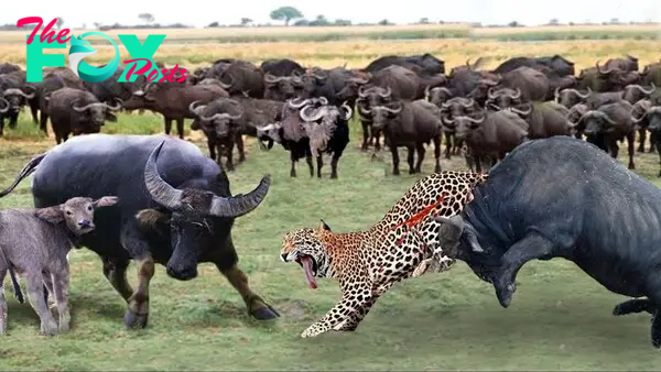 Mother Buffalo Is Angry, She Kill Leopard Which Dares To Attack ...