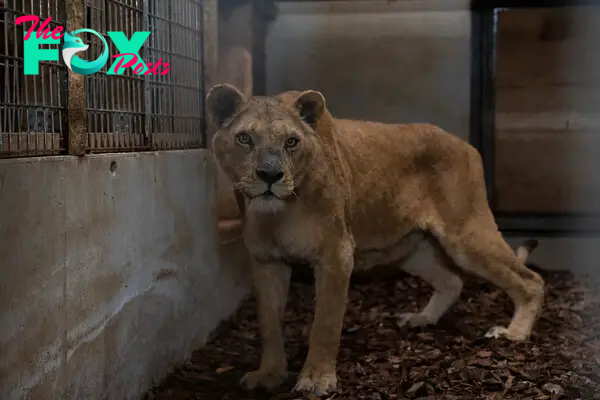 The four lionesses were rescued in France