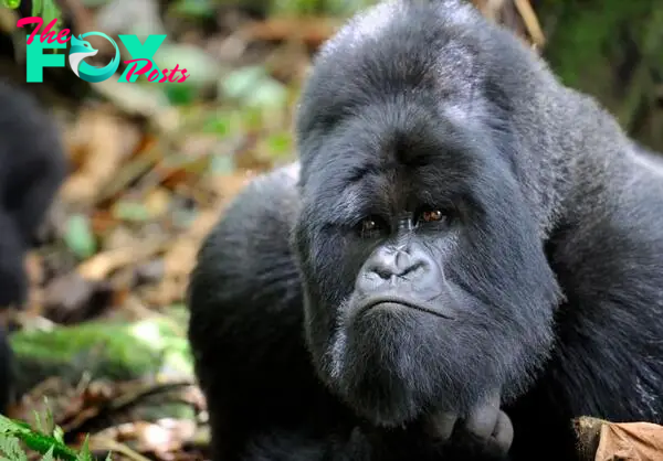 Top 10 facts about mountain gorillas | WWF