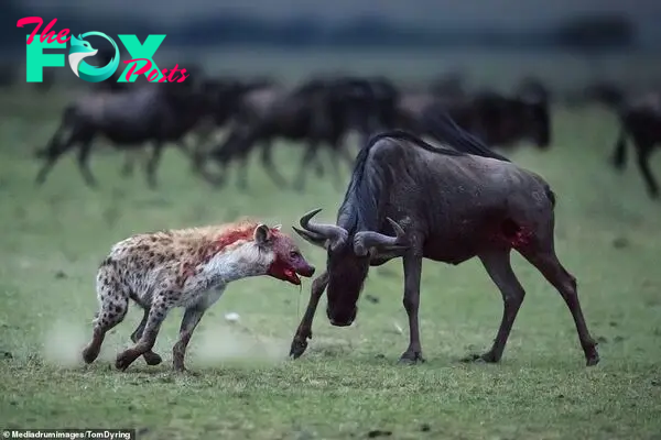 Remarkably, the wildebeest rallied for one last attempt to fight off its deadly attacker but its fate was already sealed. Spotted hyenas are famed scavengers and often dine on the leftovers of other predators