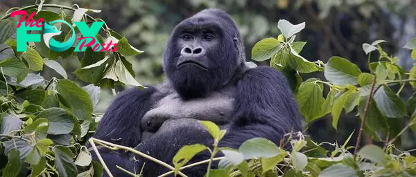 Mountain Gorilla | African Wildlife Foundation
