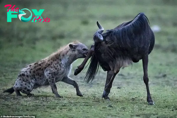 The wildebeest tries to boot away the persistent hyena after it latched on to its hind leg with its teeth in Maasai Mara, Kenya