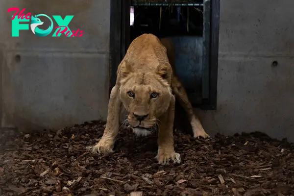 Lioness Hannah after being rescued from the circus