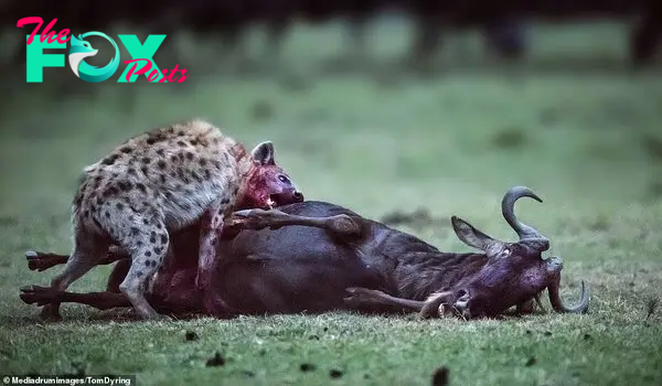 The wildebeest eventually dies, after a bloody battle against a far smaller foe. Dyring said: 'The hyena is killing the only way it knows - and of course cannot feel compassion with the food. This is the reality for wild animals. Nature is totally unsentimental'